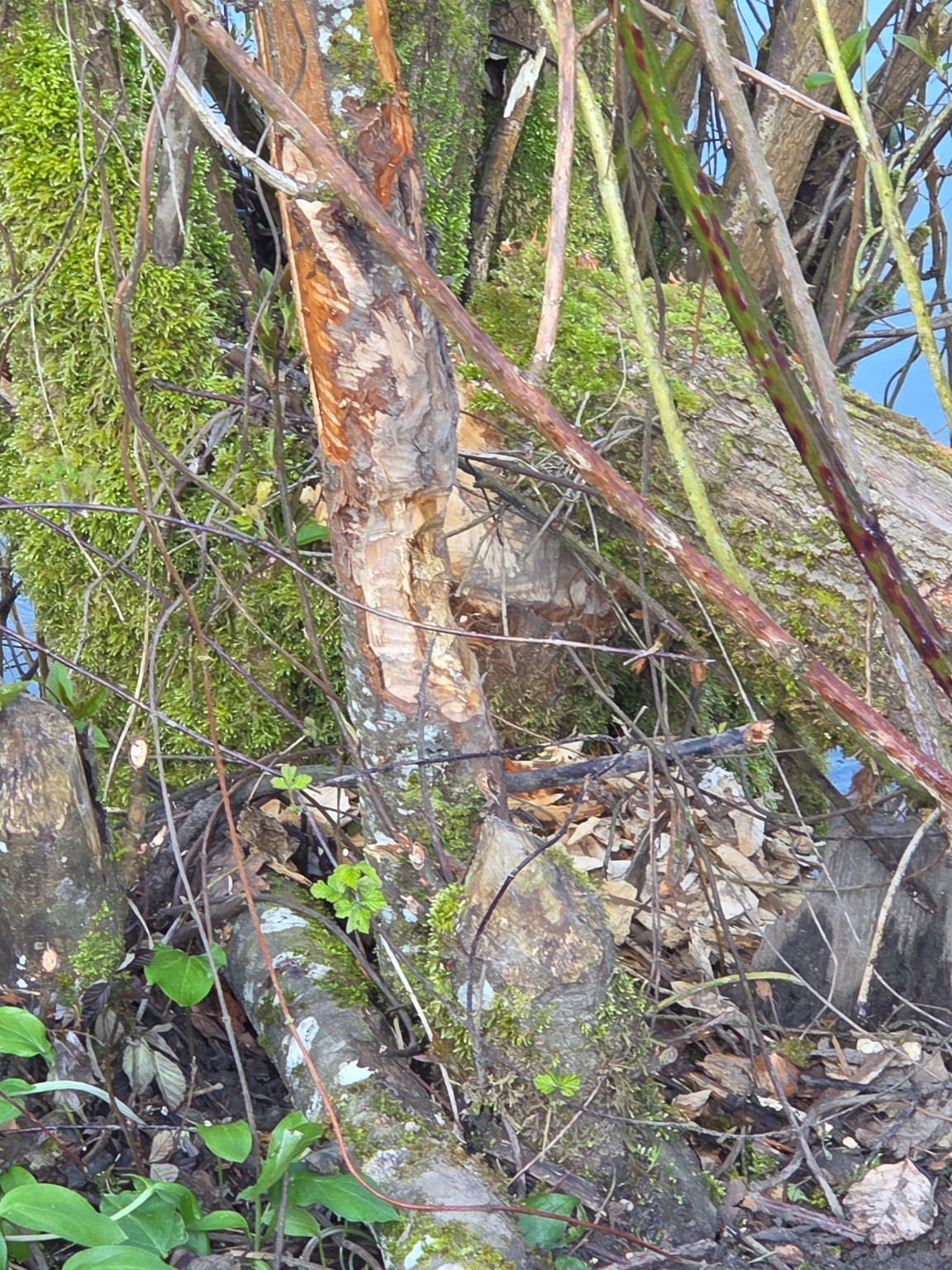 Ich bin Autist - Aber es interessiert Dich nicht