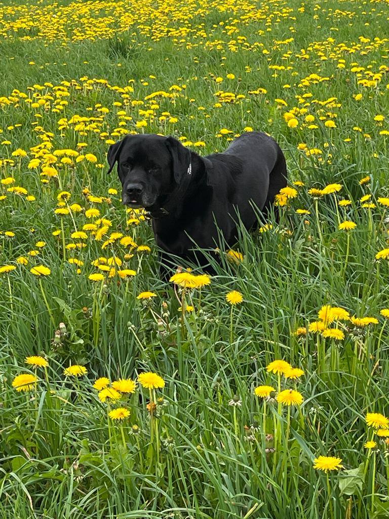 Ohne Hund gehe ich niergends hin | Quelle: Urs Berger