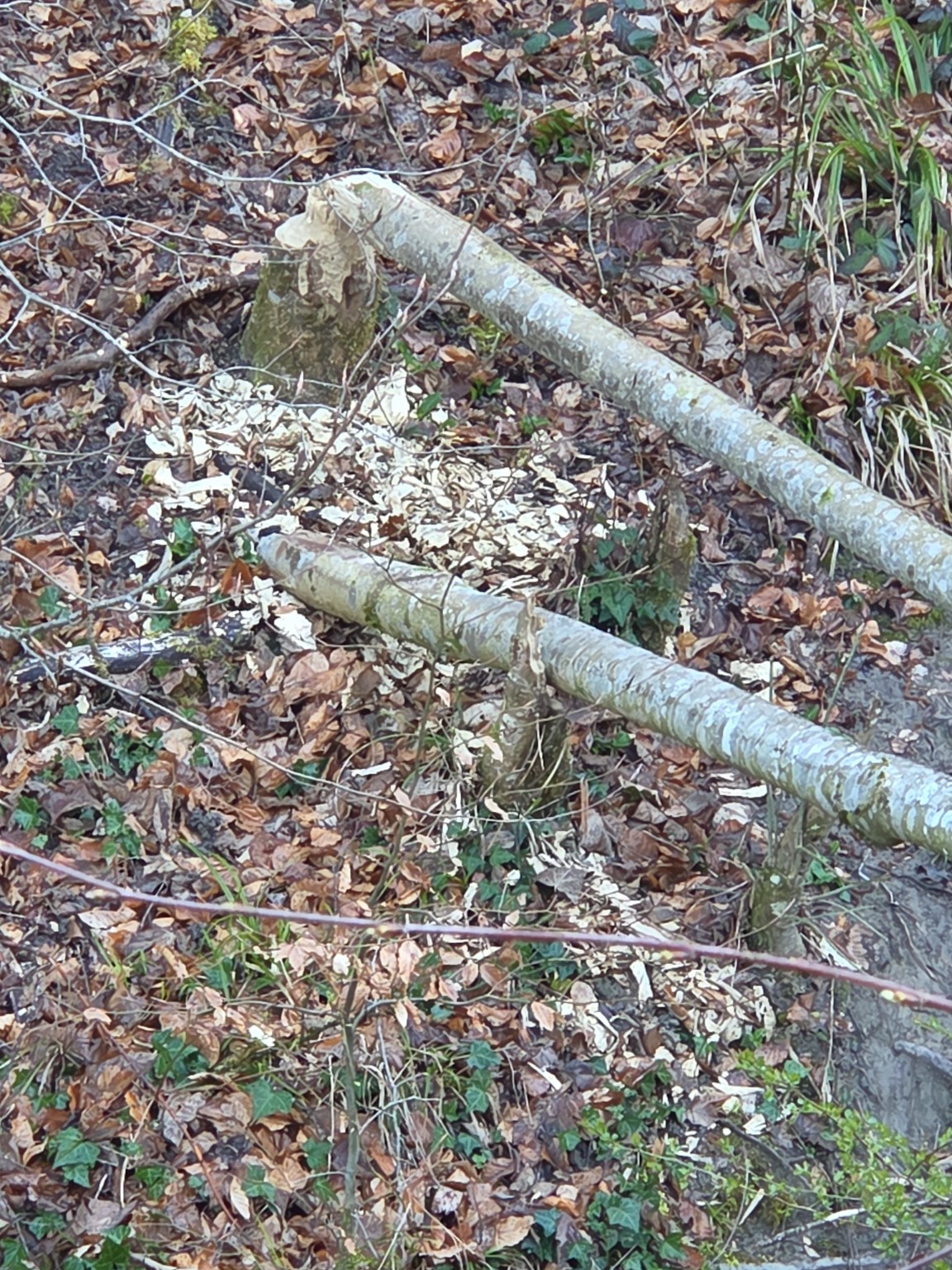 Die Aktivität des Biber sieht man hier | Quelle: Urs Berger